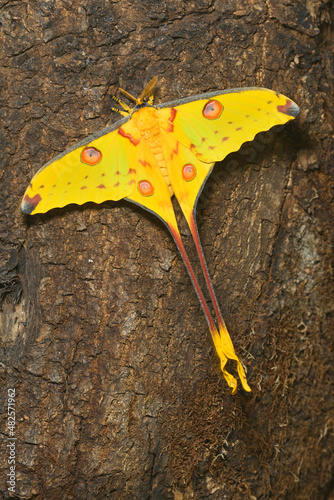 Comet or  moon moth, Argema mittrei, butterfly native to the forests of Madagascar. photo