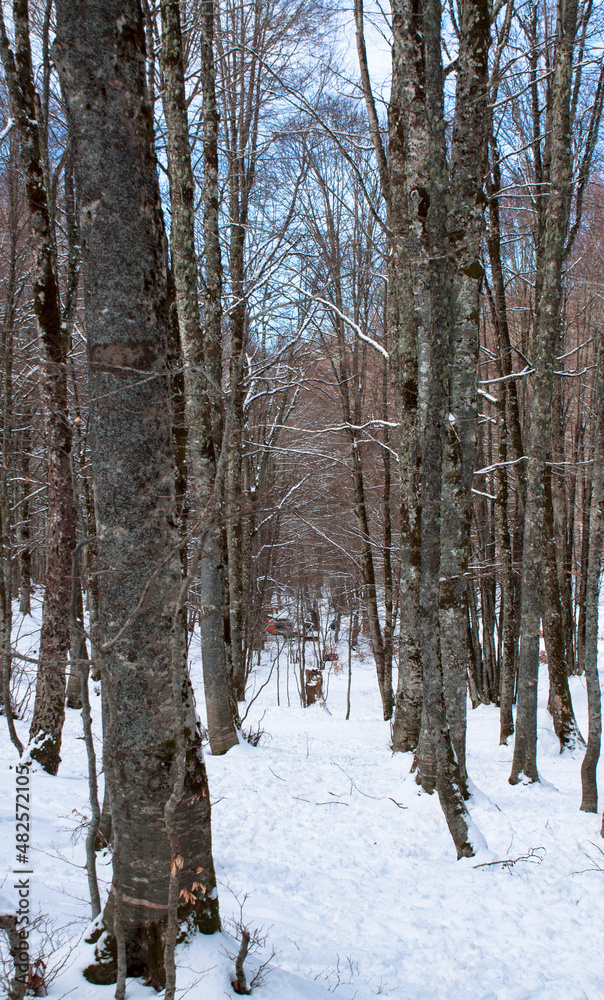 snowy winter in the forest snowy winter in the forest