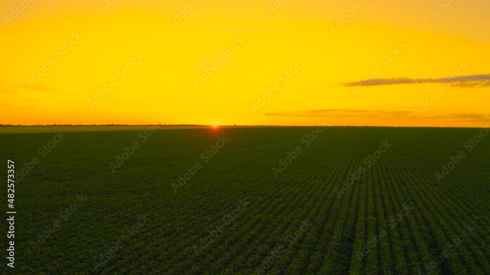 AERIAL IMAGE - DRONE RAISING AND REVEALING THE BEAUTIFUL HORIZON OVER THE FANTASTIC SOYBEAN FARM AT SUNSET AERIAL IMAGE - DRONE RAISING AND REVEALING THE BEAUTIFUL HORIZON OVER THE FANTASTIC SOYBEAN FARM AT SUNSET