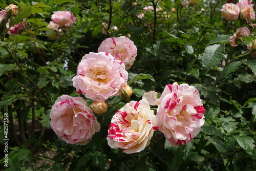 White-pink roses with green leaves