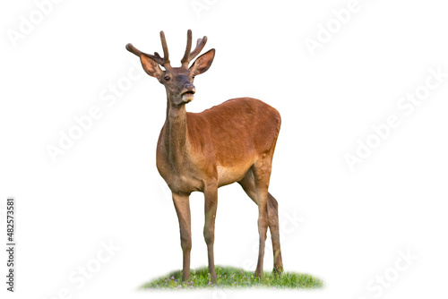 Curious red deer, cervus elaphus, standing on grass isolated on white background. Wondering stag with velvet antlers looking cut out on blank. Wild mammal watching on field with copy space.