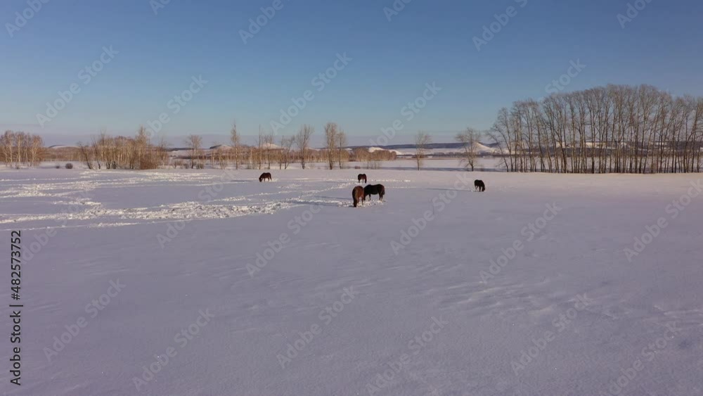 Aerial view of a herd of horses grazing in a field in winter. Horses in the winter season. Aerial view of a herd of horses grazing in a field in winter. Horses in the winter season.