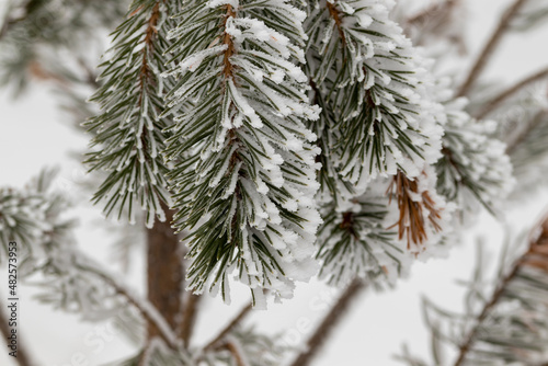 Pine branch covered with frost on a background of snow