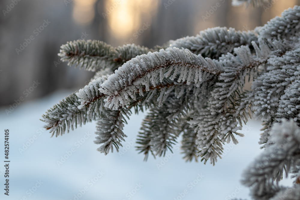 Pine branch covered with frost against the background of tree trunks
