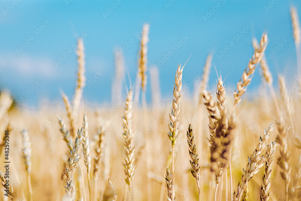 Bright yellow and golden spikelets of wheat growing in a vast field close-up. Agricultural fields with crops. Bright yellow and golden spikelets of wheat growing in a vast field close-up. Agricultural fields with crops.
