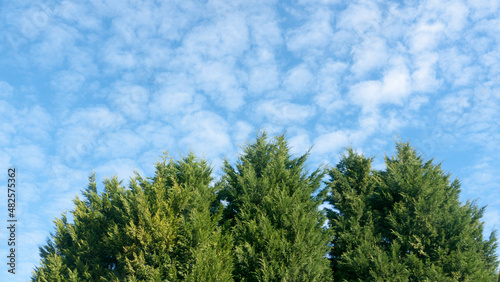 Cipreses verdes bajo cielo azul con pequeñas nubes blancas photo