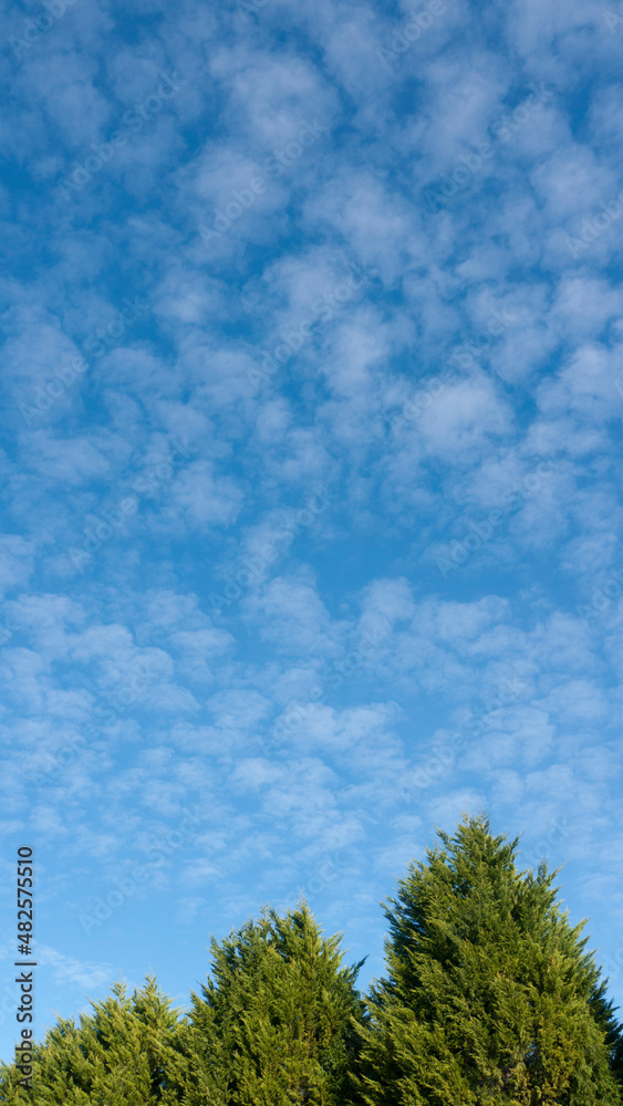 Cipreses verdes bajo cielo azul con pequeñas nubes blancas Cipreses verdes bajo cielo azul con pequeñas nubes blancas