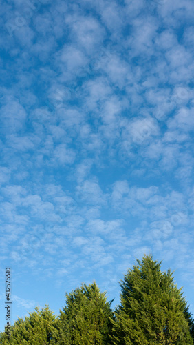 Cipreses verdes bajo cielo azul con pequeñas nubes blancas photo