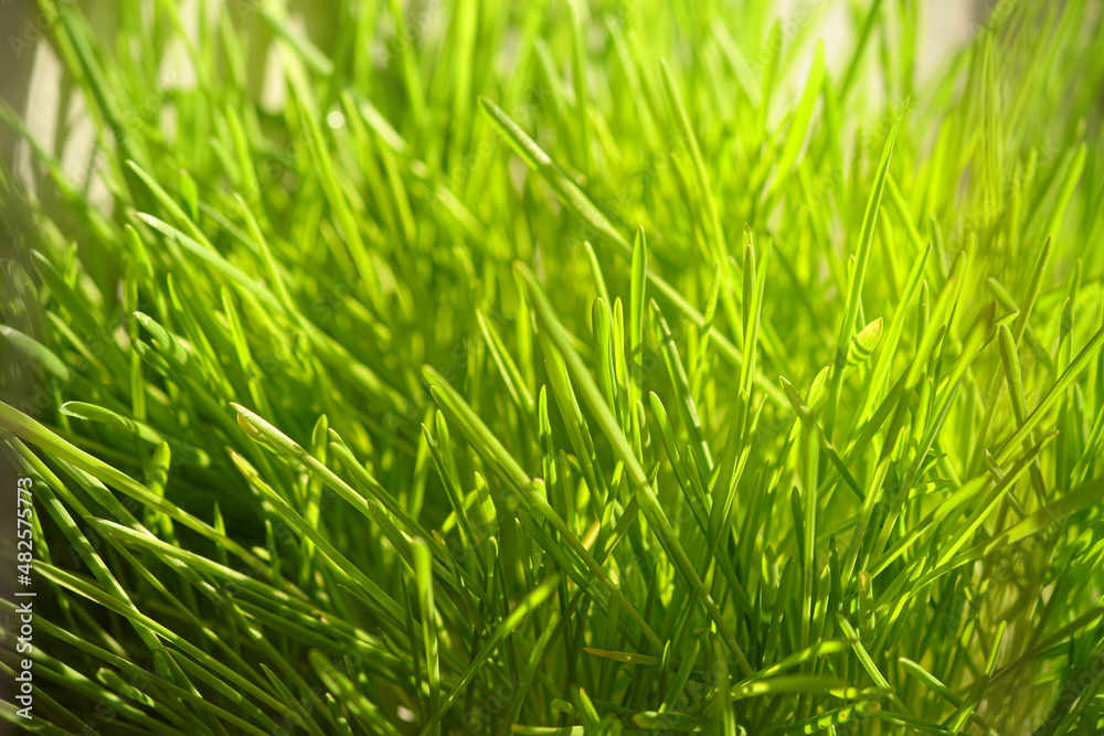 green grass background. Bright green lawn. Spring sprouts. microgreens green grass background. Bright green lawn. Spring sprouts. microgreens
