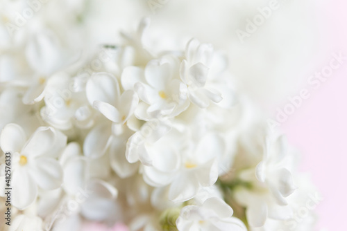 Blooming white lilac flowers. Natural background of white lilac flowers.