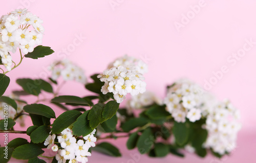 Thunberg's spirea bush (Spiraea Thunbergii) in bloom. Background of white flowers on a floral pink background. photo