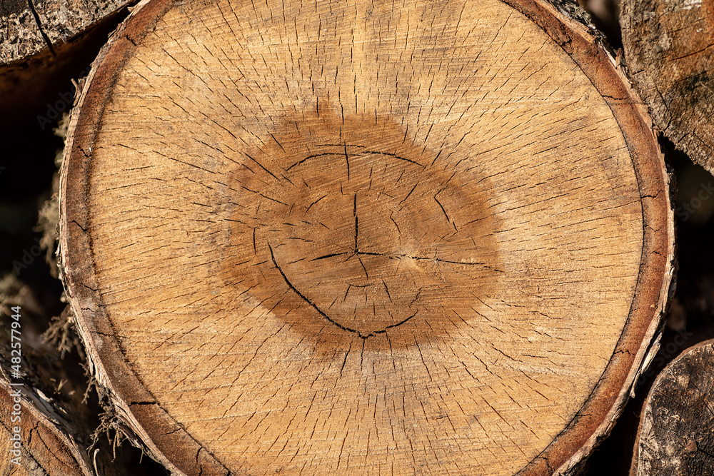 Naklejka premium Close up background texture wood. Wood chips. Felled trees. Wooden circles and old lines