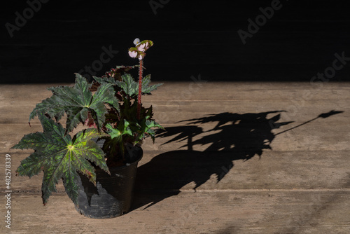 Beautiful blooming begonia heracleifolia aka star leaf begonia with contrasted green leaves isolated in bright light on dark background photo