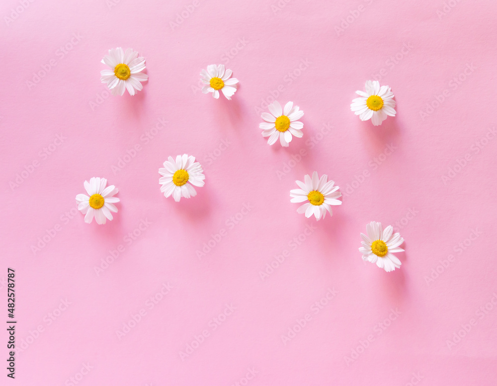 Daisy flower on a delicate pink background. Spring background. Mother's Day Gift
