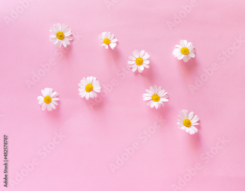 Daisy flower on a delicate pink background. Spring background. Mother's Day Gift © Olena Svechkova