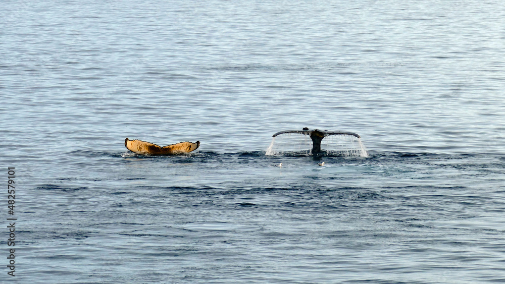 Obraz premium Two different flukes of humpback whales.