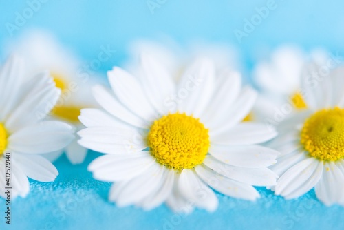 white chamomile flower on blue background  blurred floral background