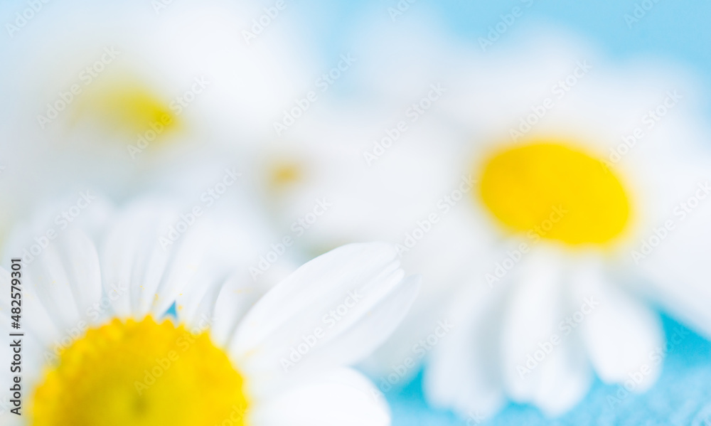 Fototapeta premium white chamomile flower on blue background, blurred floral background