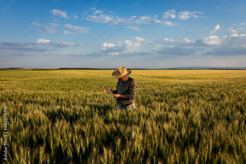 Portrait of senior farmer in wheat field at sunset. Portrait of senior farmer in wheat field at sunset.