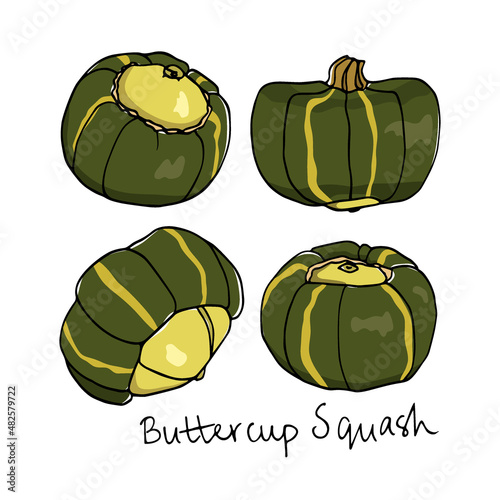 Vector illustration of hand drawn Buttercup squash. Ink drawing, beautiful vegetarian design elements. photo