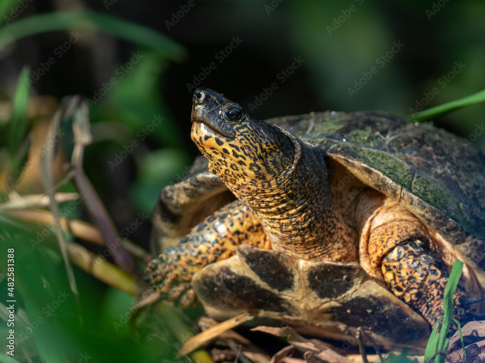 Schildkröte Schildkröte