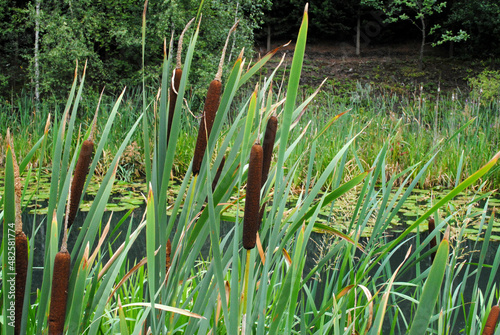 Bullrushes and Water Lilies on Old Overgrown Hotel photo