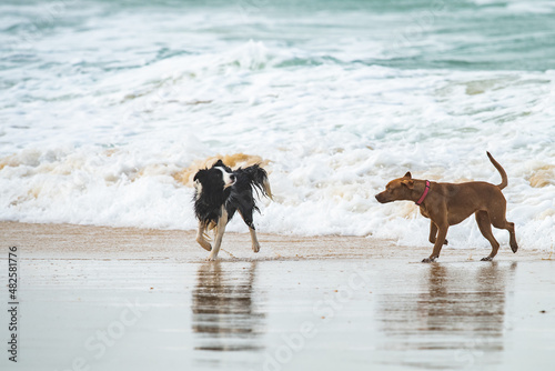 Two dogs, Border Collie and American Staffordshire Terrier playing on the beach.