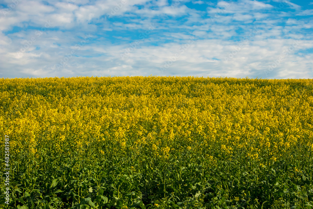 Yellow field of surepitsa on the background of blue sky