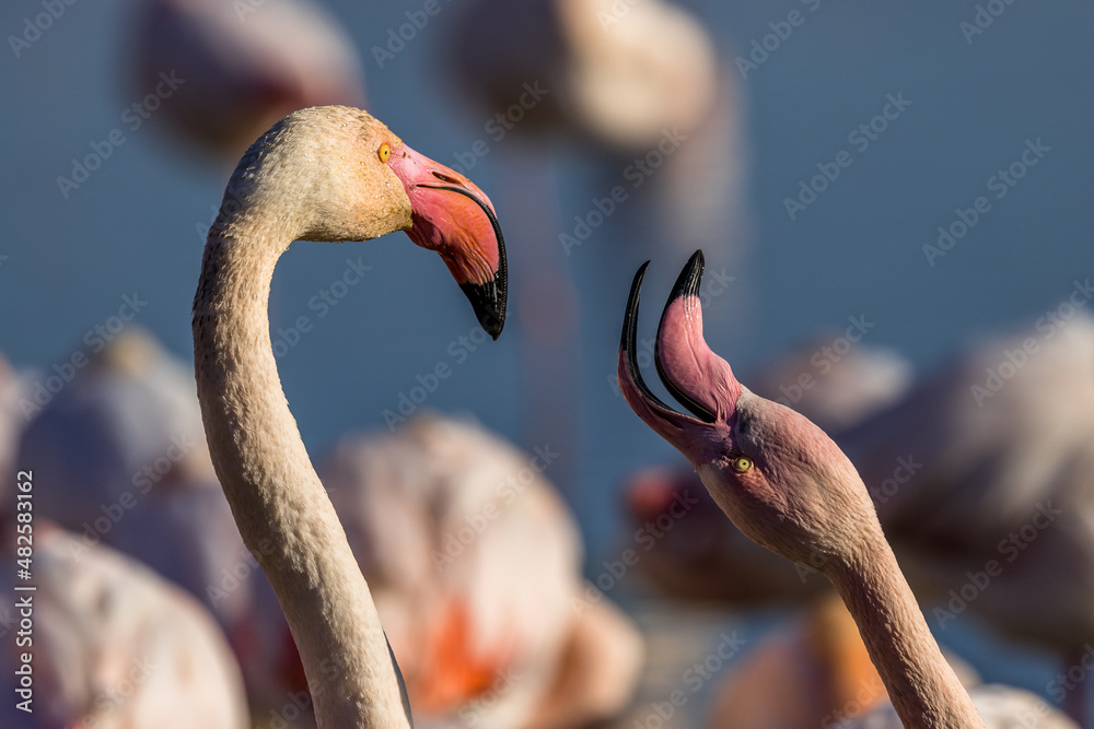 Fototapeta premium Portrait of two pink flamingos making a nuptial parade in a pond of Pont de Gap, Camargue