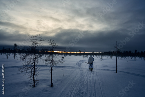 Hunting in Sweden. Winter hunt for capercaillie also called capercailzie or wood grouse. The hunter must move silently across the snow on skies and stop often a scout the land with binoculars. 