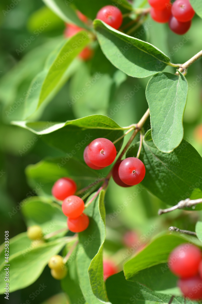 Blue-leaf honeysuckle