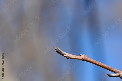 Tulip tree photo