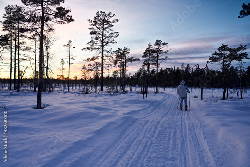 Hunting in Sweden. Winter hunt for capercaillie also called capercailzie or wood grouse. The hunter must move silently across the snow on skies and stop often a scout the land with binoculars. 