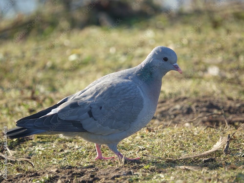 stock dove (Columba oenas) in parkland during winter stock dove (Columba oenas) in parkland during winter