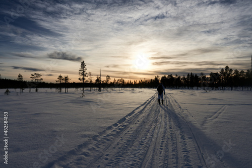 Hunting in Sweden. Winter hunt for capercaillie also called capercailzie or wood grouse. The hunter must move silently across the snow on skies and stop often a scout the land with binoculars. 