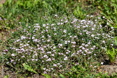 Pale pink small flowers of gypsophila repens creeping variety 