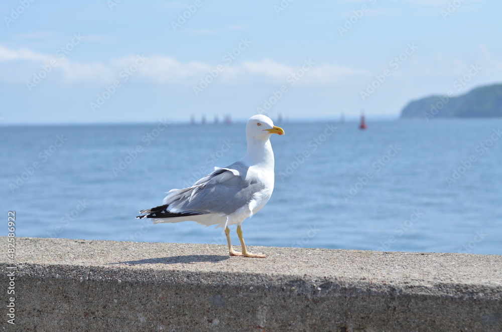 Seagull on the wall against the background of the Baltic Sea in Gdynia Seagull on the wall against the background of the Baltic Sea in Gdynia