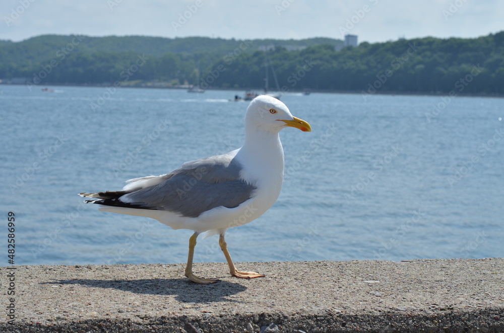 Seagull on the wall against the background of the Baltic Sea in Gdynia Seagull on the wall against the background of the Baltic Sea in Gdynia