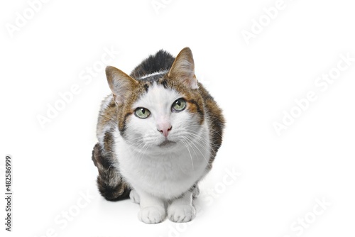 Senior cat  sitting and looking at camera.. Isolated on white background.  © Lightspruch