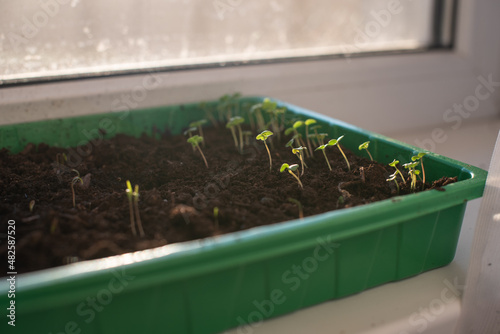 Closeup of sprouted peas growing a plastic box. Microgreens box. Blurred background. Selective focus. 