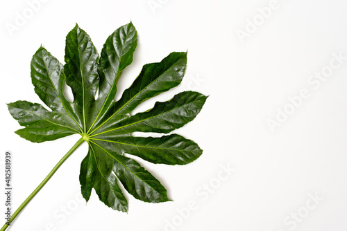 aralia leaf on white background, top view, copy space
