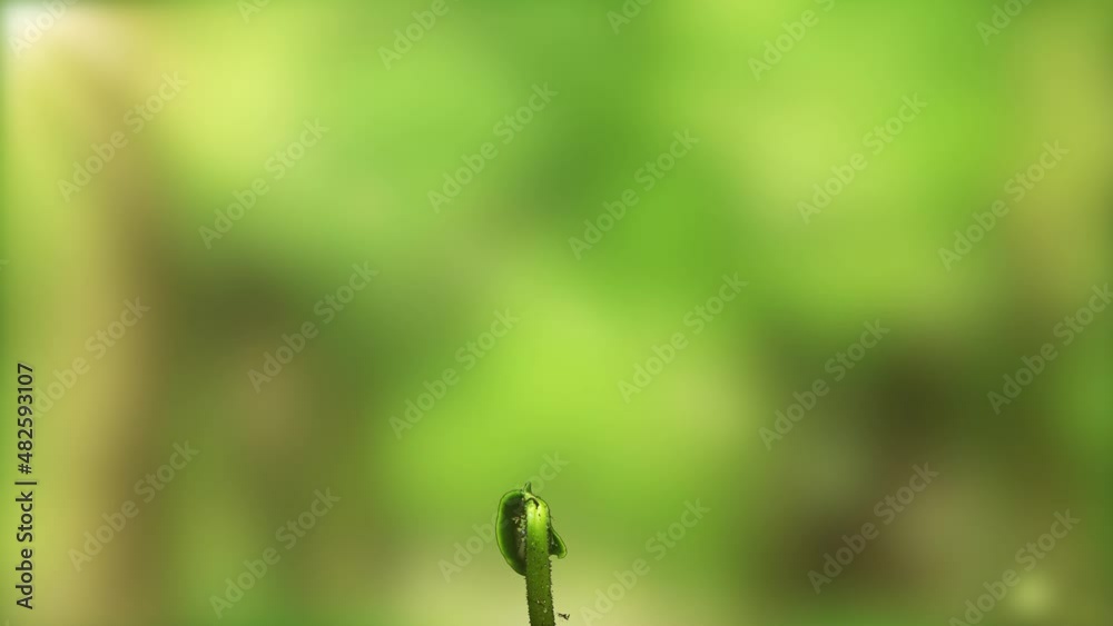 Time lapse of growing green cucumber. Timelapse seed growing, closeup nature agriculture shoot. Vegetable sprouts from the ground. against a time lapse background of a cloudy sky Time lapse of growing green cucumber. Timelapse seed growing, closeup nature agriculture shoot. Vegetable sprouts from the ground. against a time lapse background of a cloudy sky