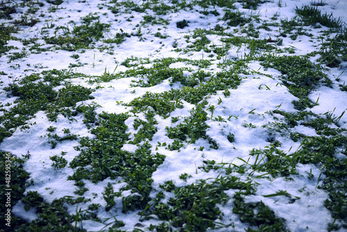green grass peeking out from under the snow background backdrop