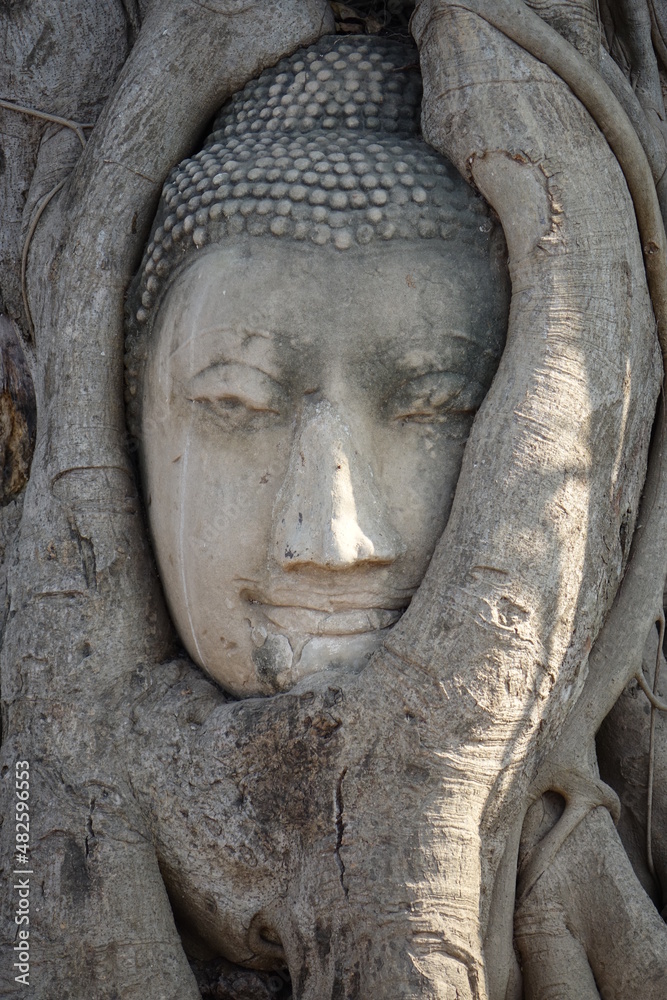 Buddha head carved into the roots of a tree at Wat Mahathat temple, Ayutthaya, Thailand Buddha head carved into the roots of a tree at Wat Mahathat temple, Ayutthaya, Thailand