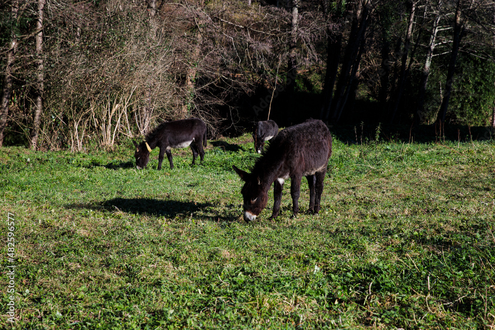 group of donkeys grazing in the field group of donkeys grazing in the field