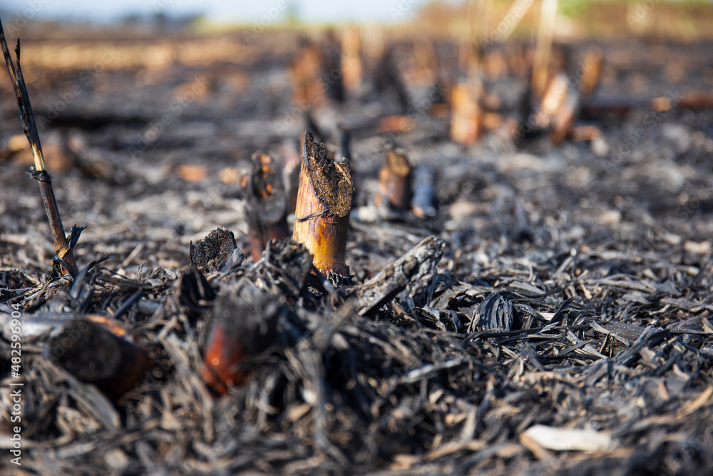 Burn the black sugar cane fields as charcoal for the next planting. Burn the black sugar cane fields as charcoal for the next planting.
