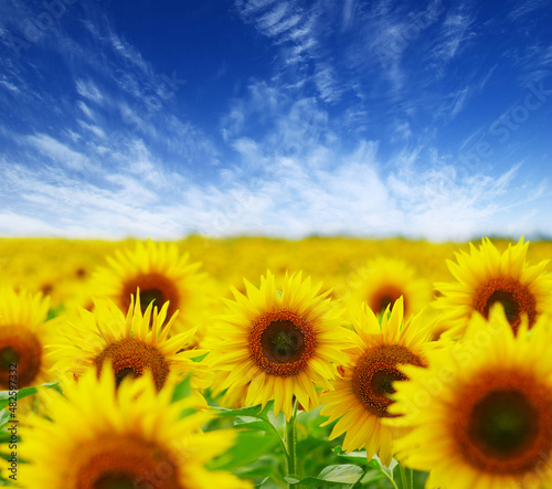 field of blooming sunflowers