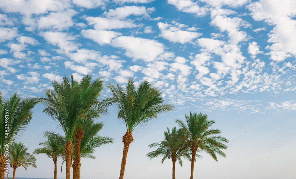 Single  Phoenix Date palm. Cloudy summer sky, sun shines through evergreen foliage. Africa exotic palm tree plantation. 