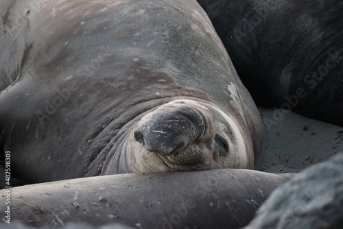 Fototapeta Naklejka Na Ścianę i Meble -  Elephant Seal