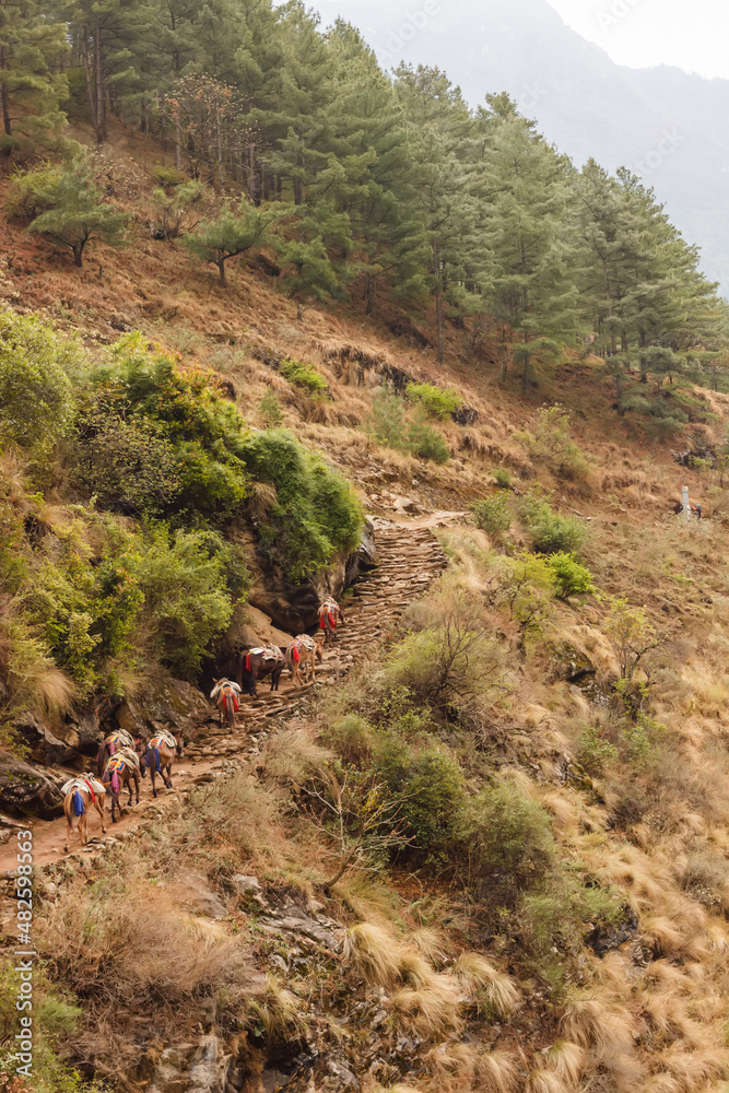 A line of donkeys climbs a ladder-shaped path in the Himalayas A line of donkeys climbs a ladder-shaped path in the Himalayas